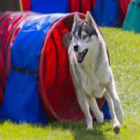 Concours national d'agility