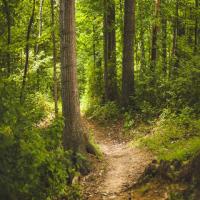 Trail en forêt verte.